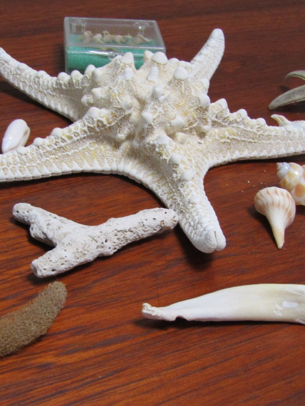 Shells Beach Ocean Sea Creatures Shark Teeth Sand Dollars Star Fish Sea Star